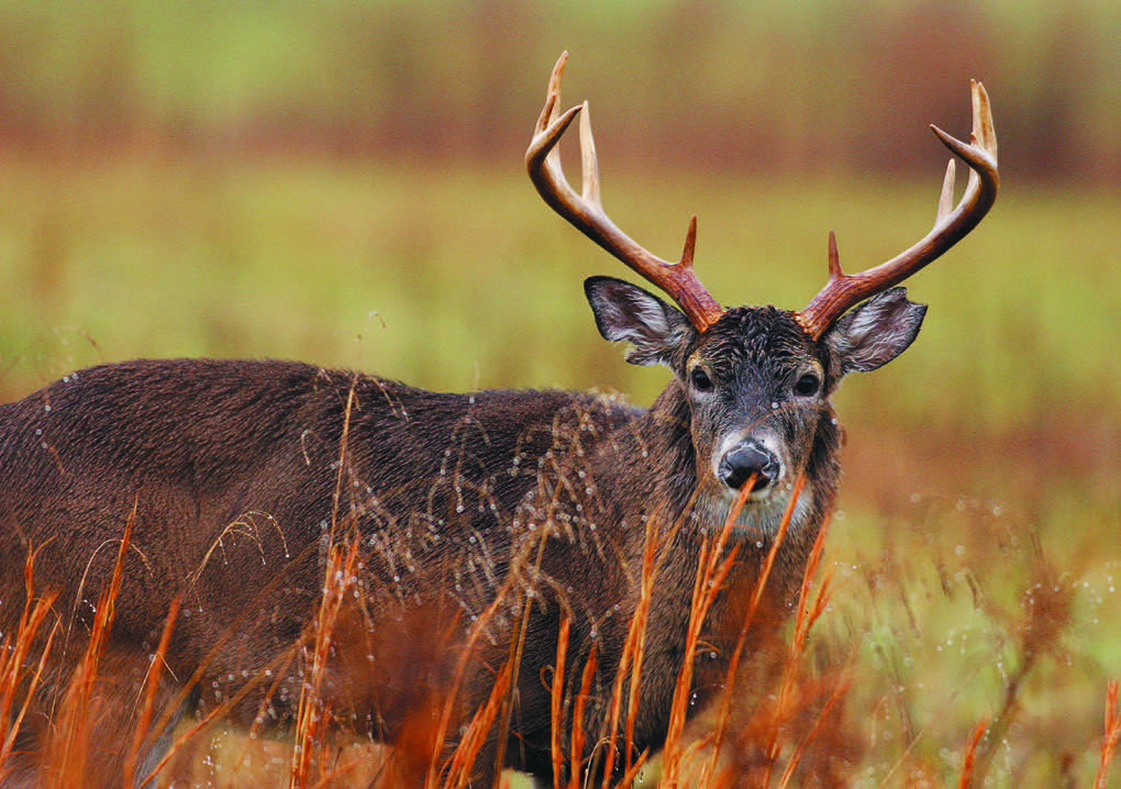 South Dakota wildlife officials offer hunting license refunds as deer disease reports continue