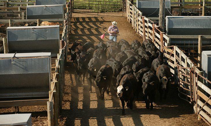 Cattle markets climb as USDA finds more grain than expected