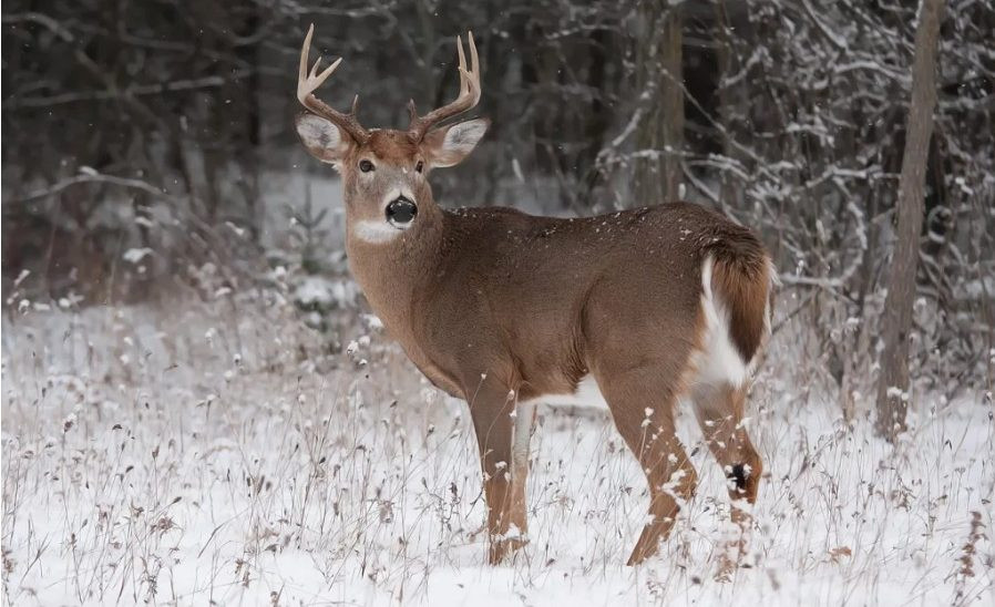 Disease outbreak leads to deer season changes in North Dakota