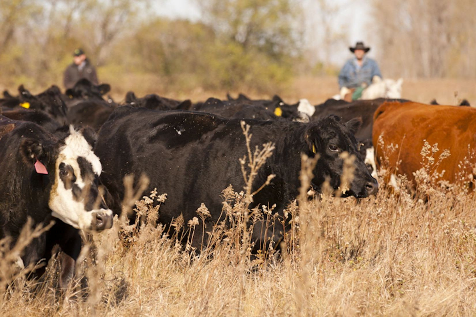 Call for nominations for 2027 Environmental Stewardship Award