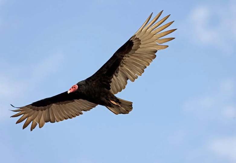 Sturgis Police to use non-lethal method in hopes of scattering turkey vultures