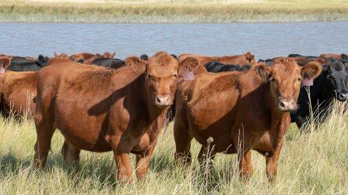 Strong cattle market, rising costs create tough choices