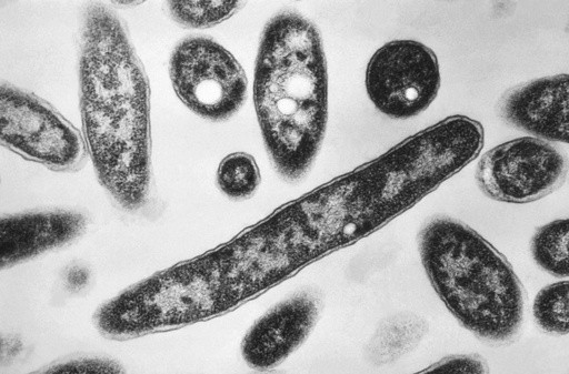 NYC Legionnaires’ outbreak linked to two city-run buildings, including Harlem Hospital