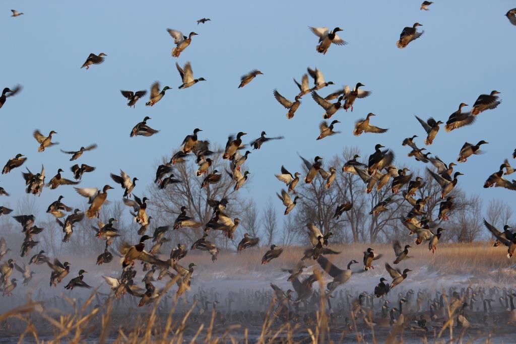 State waterfowl refuge status removed from northeastern South Dakota lake