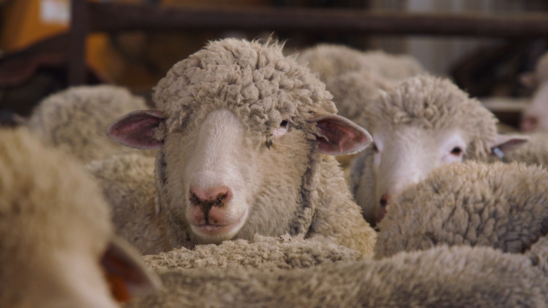 Consignments open for Newell Ram & Ewe Show and Sale
