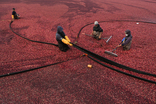 Massachusetts cranberry bogs are being given a second life as vibrant wetlands
