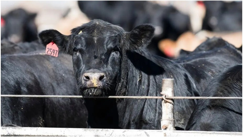 ‘A Problem Brewing’: Record-Low August Cattle Sales Raise Long-Term Market Alarms