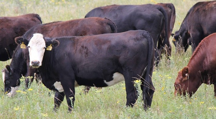 Not a Typical Cattle Cycle – When Does the Cow Herd Finally Start to Grow?