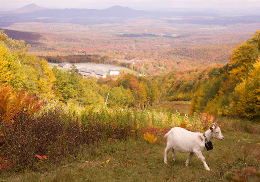 Livestock landscaping: Vermont ski areas employ goats and sheep to clear the slopes