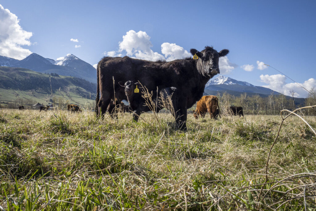 USDA announces plan to ‘strengthen’ beef industry