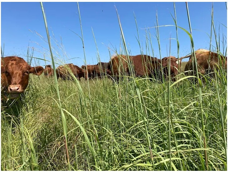 Still thirsty, rangeland rest and recovery critical