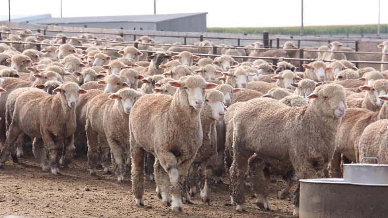 Sheep inventory increases for first time in 8 years