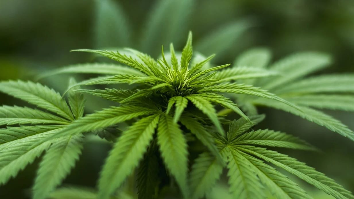House committee passes one bill narrowing medical marijuana, rejects a total repeal