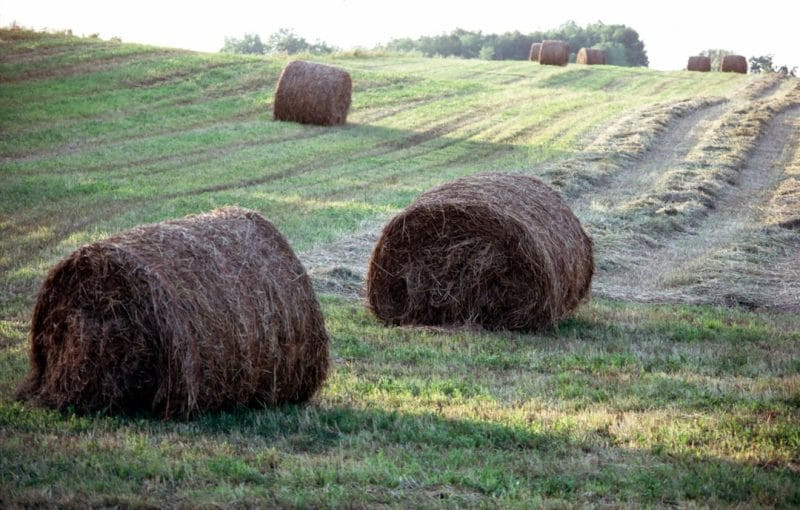 Gov. Rhoden eases hay hauling rules as drought grips South Dakota