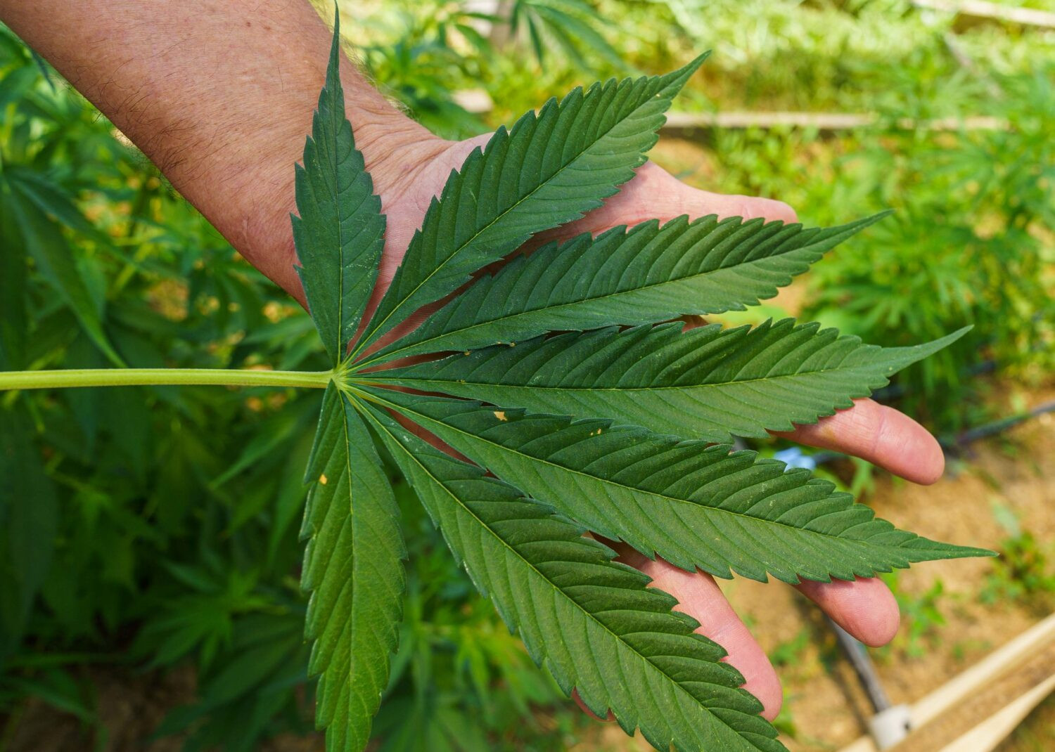 South Dakota leads U.S. hemp industry, Texas expects to plant more acres