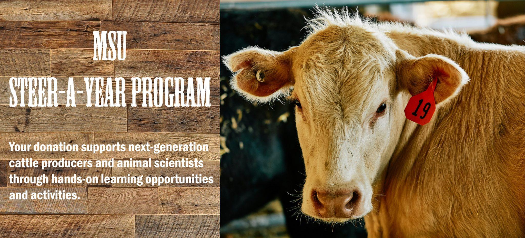 Montana State’s Steer-A-Year program seeks donations for 2026-27