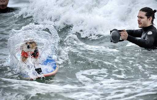 Photos of top surfing dogs catching waves at Huntington Beach