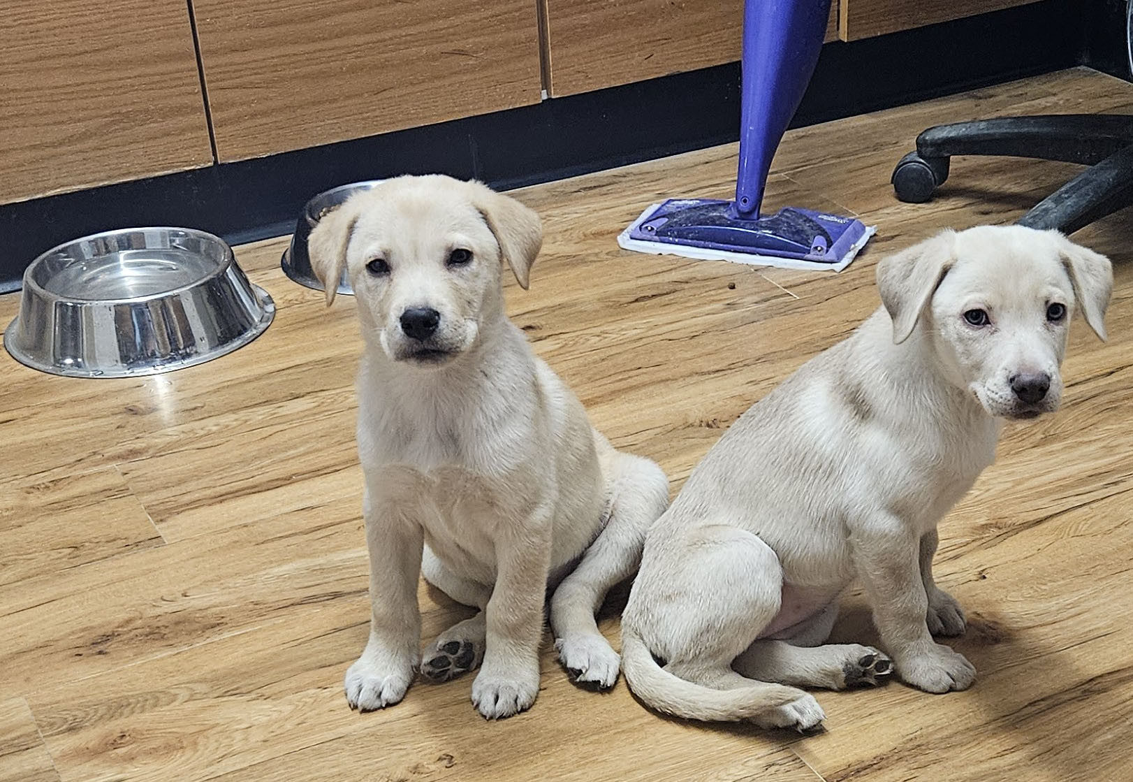 The Sturgis & Meade County Animal Shelter is at capacity