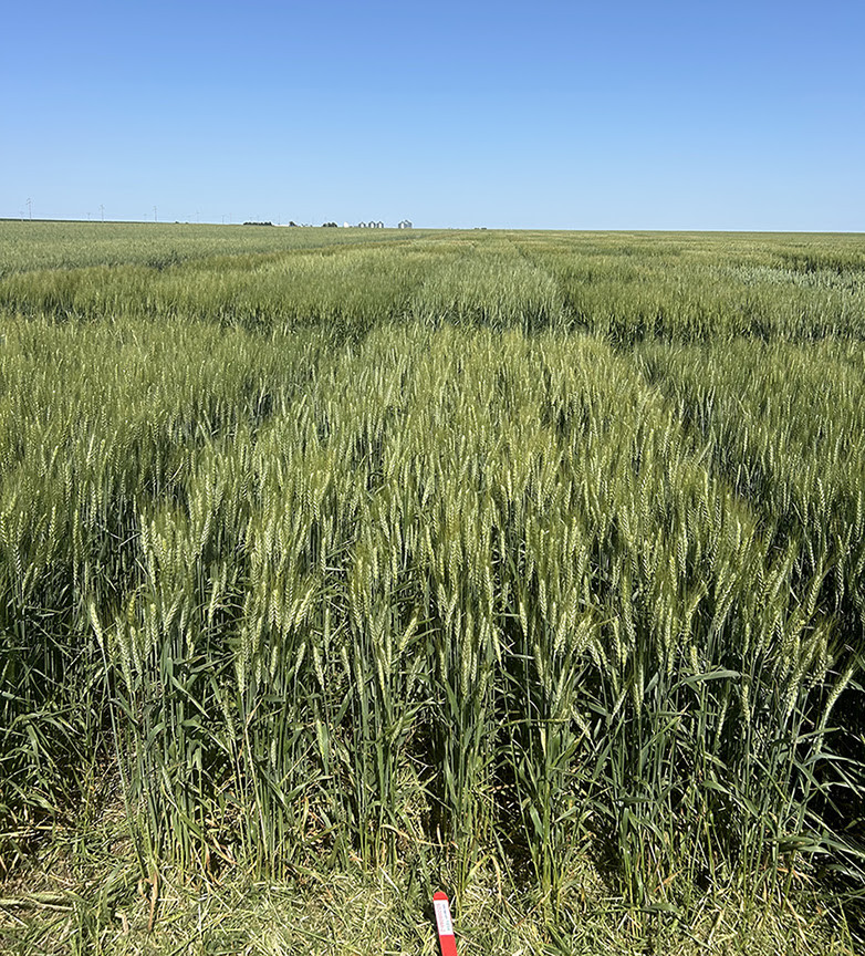 New SDSU Wheat Variety Offers High Yield, Quality to South Dakota Farmers