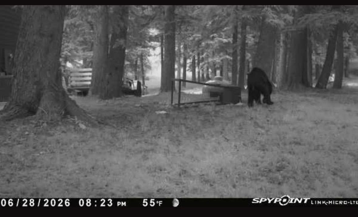 Black Bear Spotted on Black Hills Game Cam