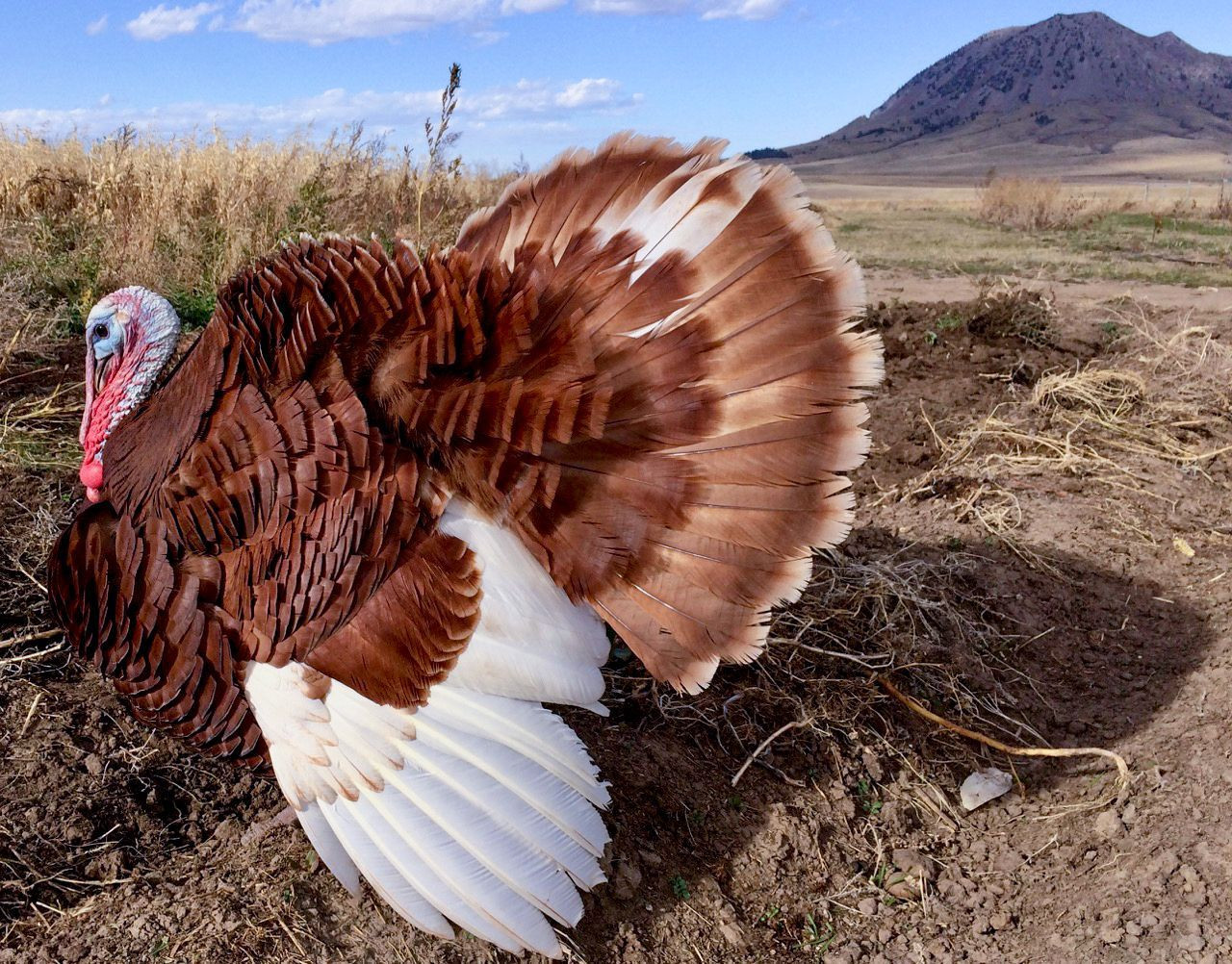 Demand remains high for ‘heritage turkeys’ grown in South Dakota