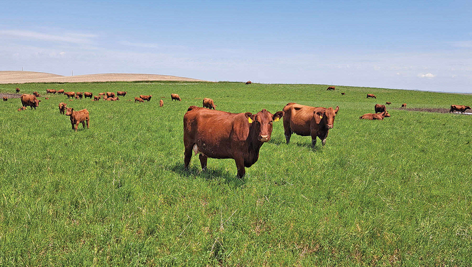 North Dakota pastureland values at historic high