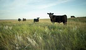 South Dakota Grasslands Summit set for March 3-4