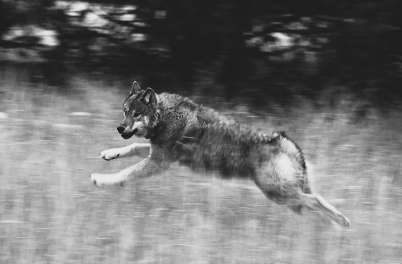 Ranch hand kills wolf “in the act”, could face jailtime