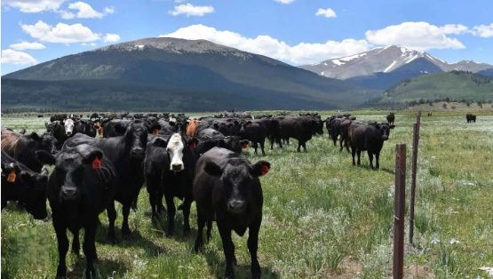Who is the largest landowner in the U.S.?