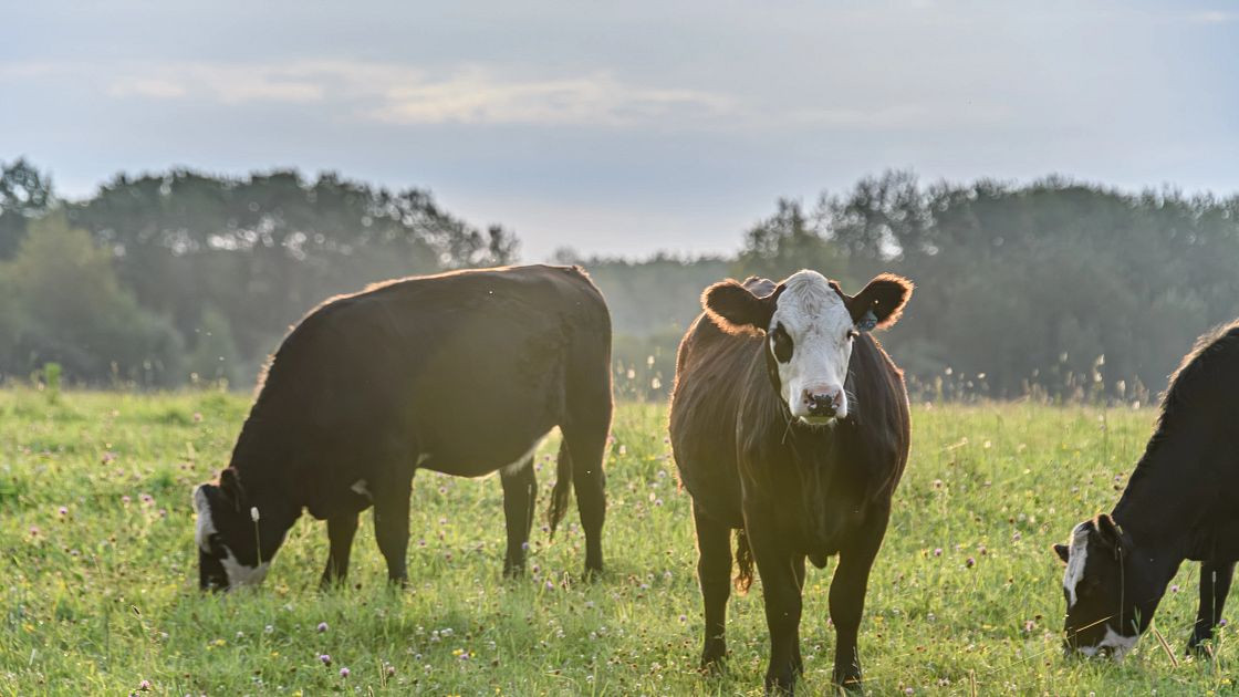 Minnesota cattle producers narrowly reject increase to beef checkoff