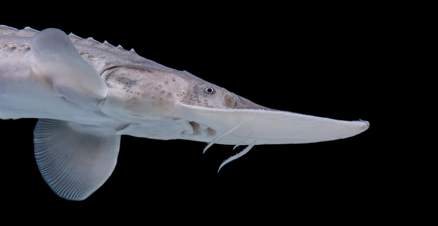 Trump ESA Rollback Threatens S.D.’s Endangered Species