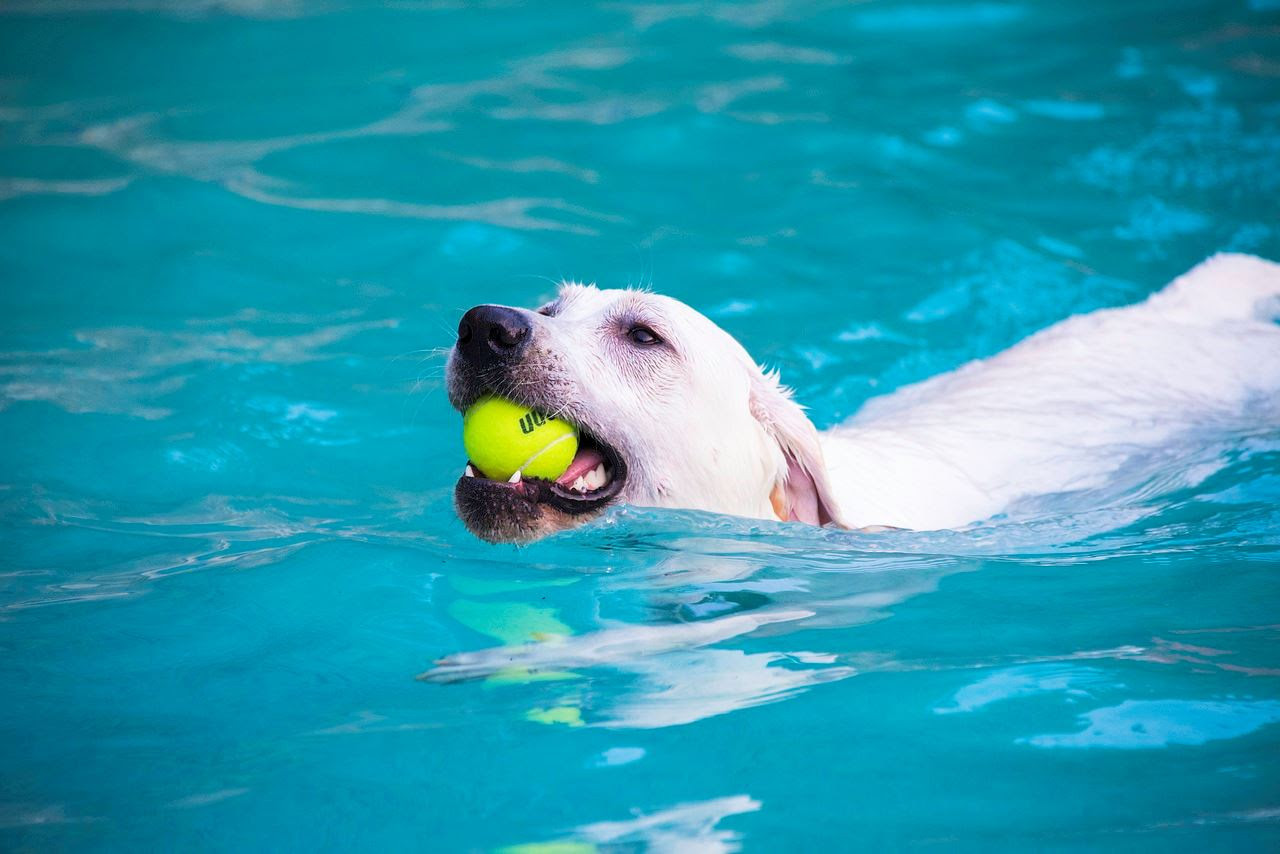 Dog Days at the Water Park In Spearfish