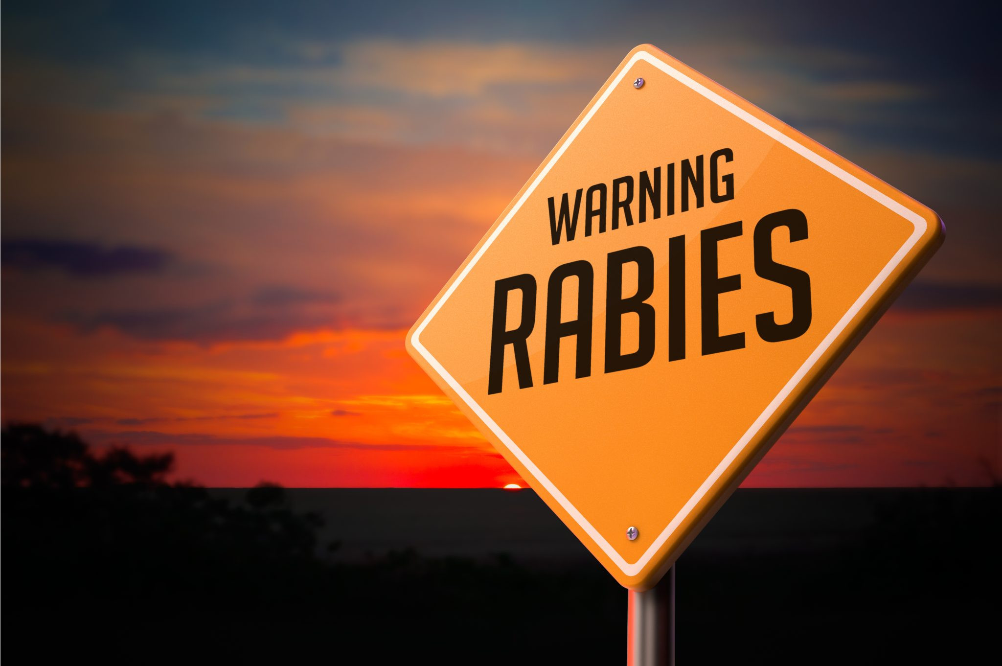 Rabies Alert Issued in Rapid City After Bat Tests Positive