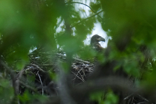 Bald eagle hatchlings spotted in a Chicago park may be the city’s first for more than a century