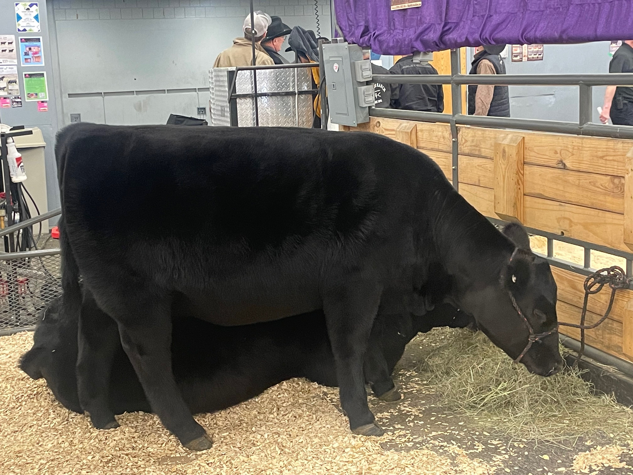 Annual Angus sale at Stock Show brings in over $393,000