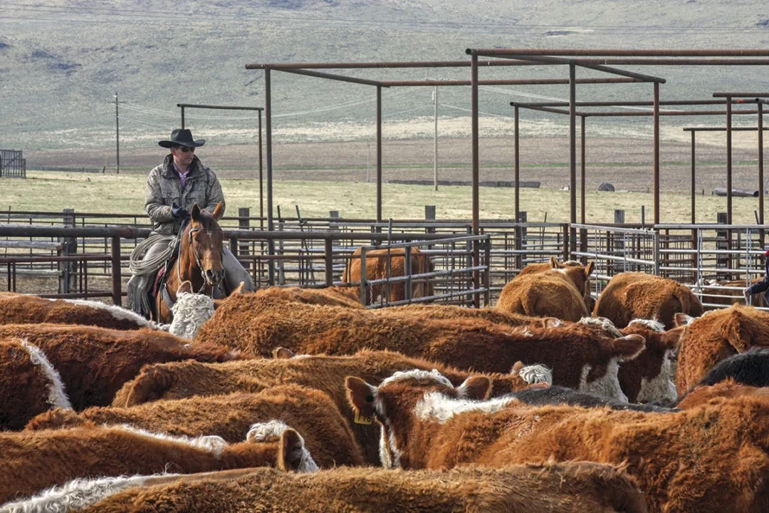 Taxpayers to front over $1Billion to subsidize U.S. cattle and beef expansion after Trump’s domestic and foreign import policies tank U.S. cattle markets