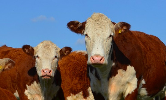 Bullish Cattle Inventory and On Feed Reports reflect tight supplies, few signs of expansion