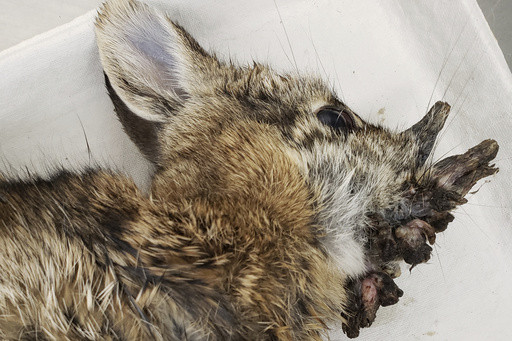 Rabbits with ‘horns’ in Colorado are being called ‘Frankenstein bunnies.’ Here’s why