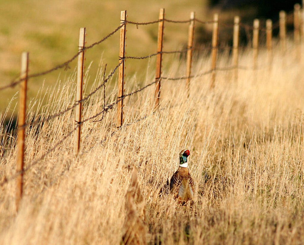 South Dakota needs a farm bill that protects producers, wetlands and pheasants