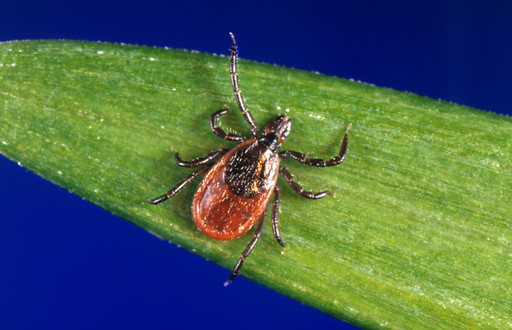 Tick season seems to be off to a fast start, and some expert worry about future illnesses