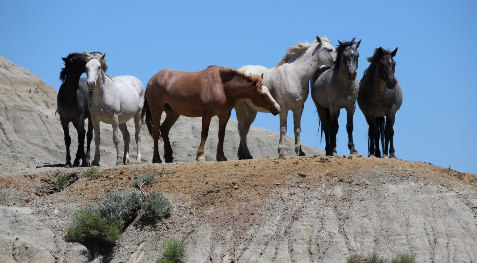 Protections for wild horses in North Dakota passes in U.S. Senate