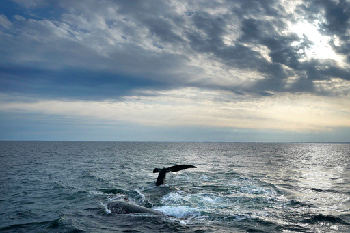 Endangered whale protections may be delayed to 2035 under Trump-blacked plan