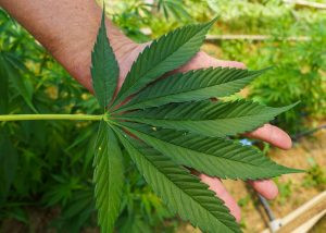 Hemp Recriminalization Could Threaten South Dakota Economy