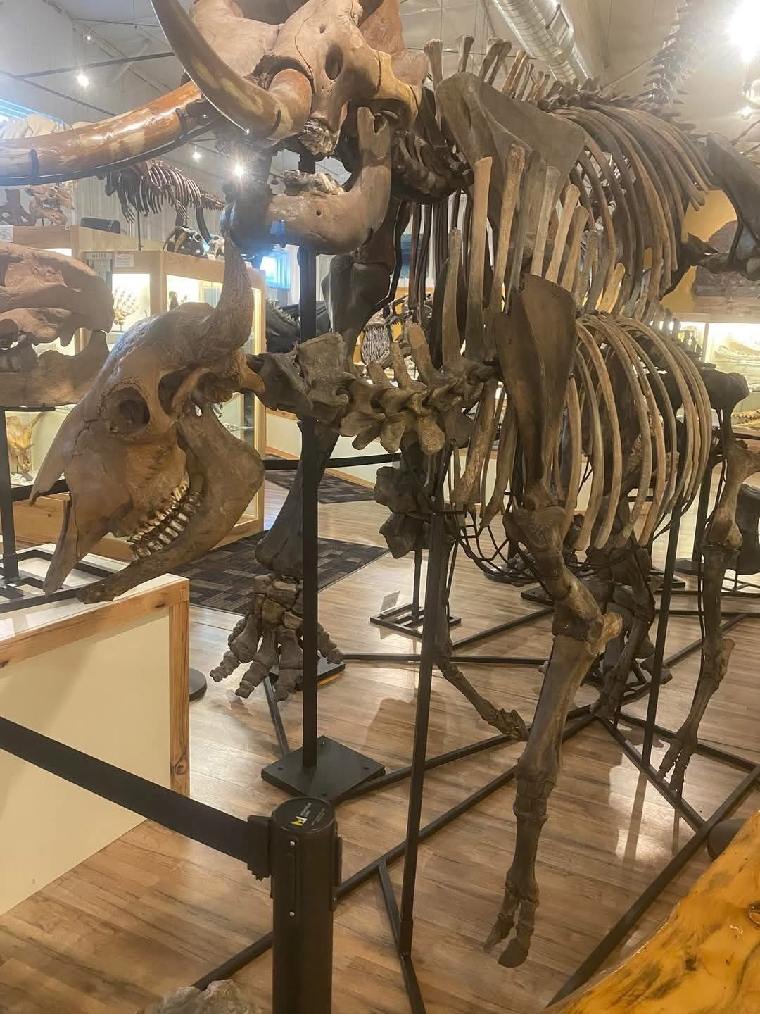 Heart of a Fossil Hunter: Frank Garcia Opens Museum Doors for Free Day in Hot Springs