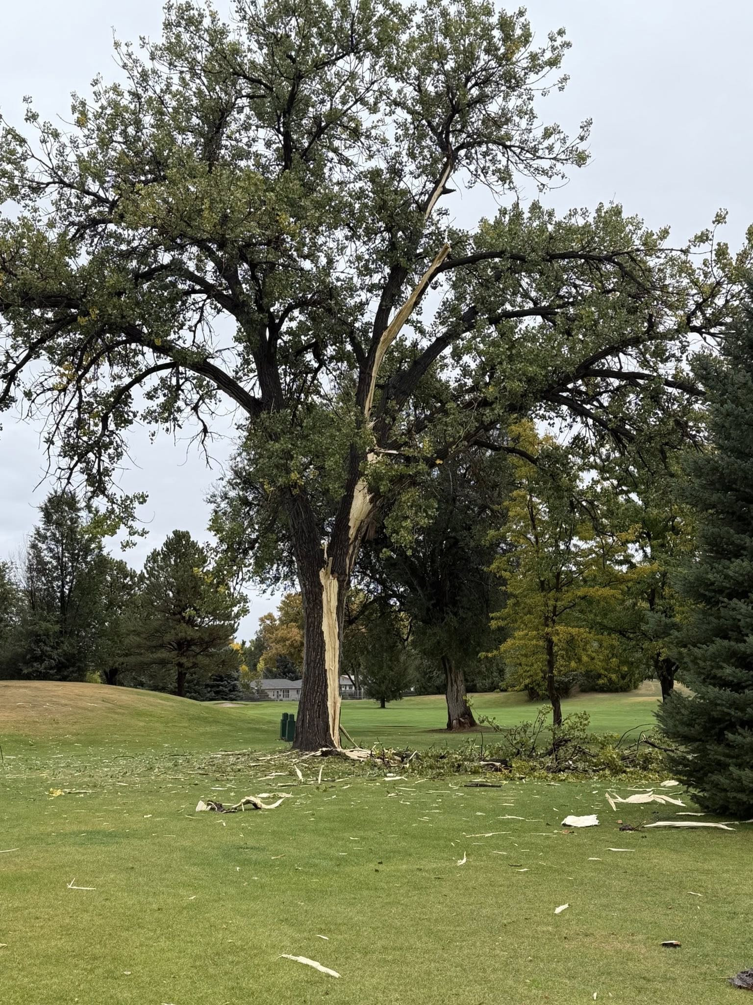 Striking Timber at Rapid City’s Meadowbrook Golf Course