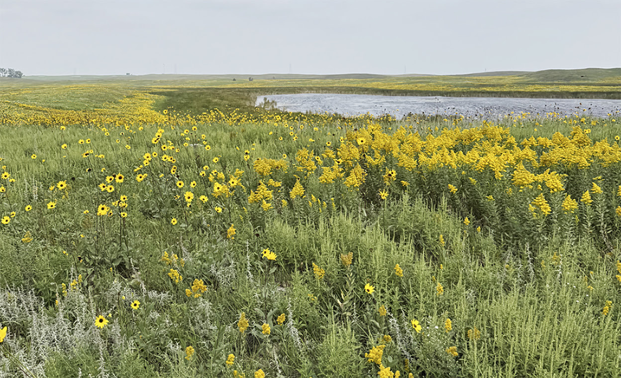 Plants, people and progress for native prairie seeds