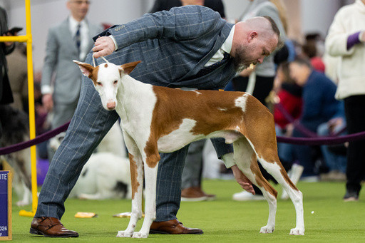 7 dogs competing for Westminster’s show big prize Tuesday night