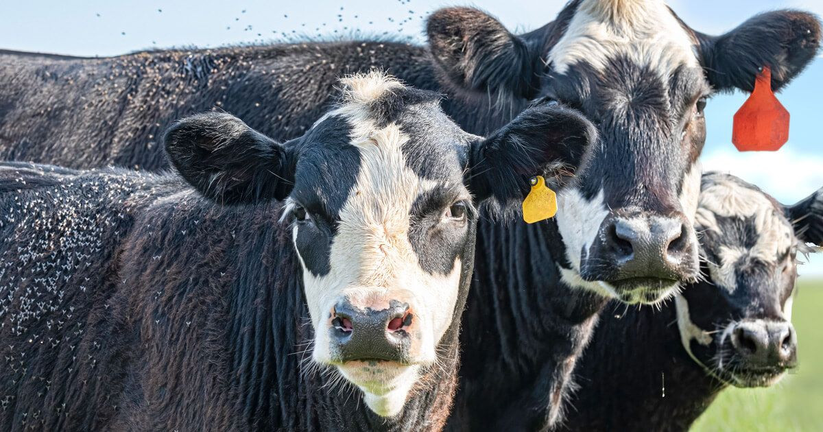 Cattle group calls for Ivermectin in feed to stave off New World Screwworm in U.S. livestock, wildlife