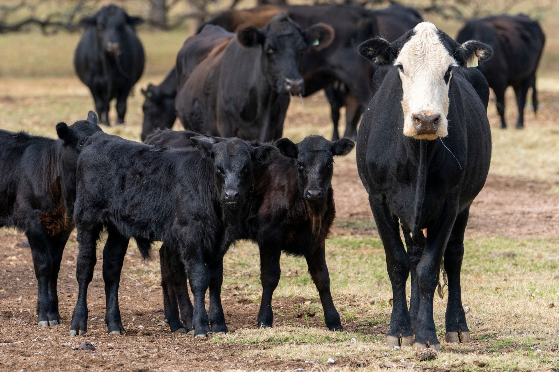 USDA confirms New World Screwworm in Texas calf; livestock industry goes on high alert
