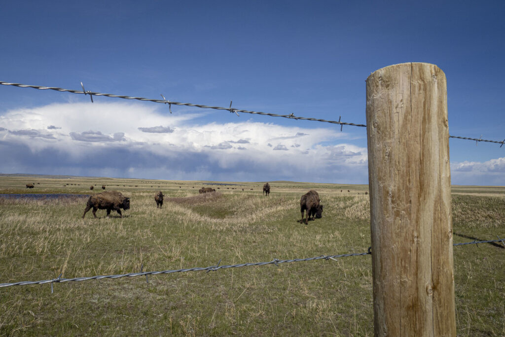 American Prairie, conservation groups appeal bison grazing decision